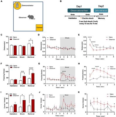 Different Synaptic Plasticity After Physiological and Psychological Stress in the Anterior Insular Cortex in an Observational Fear Mouse Model